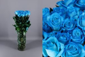 rosas celeste rosa celeste o light blue