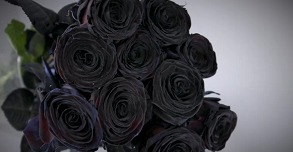 Details 300 rosas negras pintadas